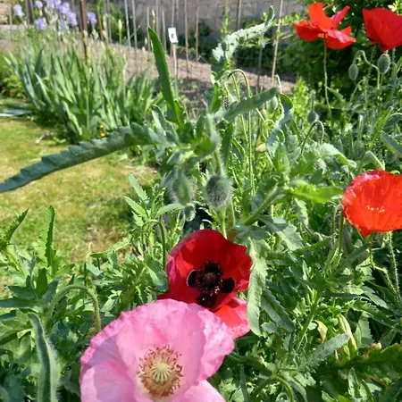 別荘 De La Queune 4 Pers *